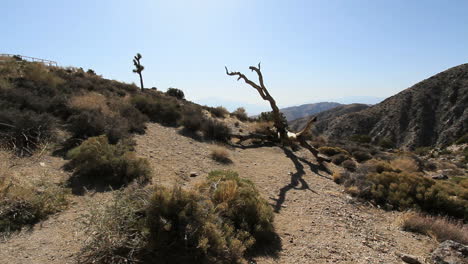 Joshua-Tree-Nationalpark-Kalifornien-Keyes-Blick-Mit-Totem-Baum