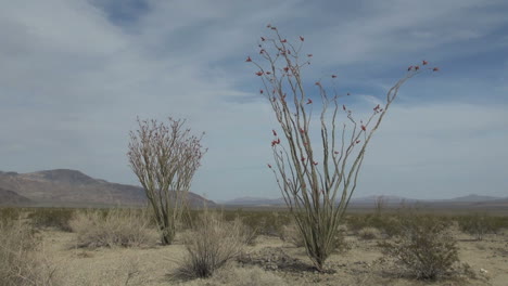 Joshua-Tree-Nationalpark-Kalifornien-Ocotillo-Patch-Pflanzen