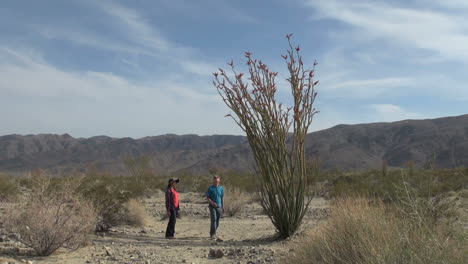Joshua-Tree-National-Park-California-Ocotillo-Patch-with-visitors