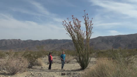 Joshua-Tree-Nationalpark-Kalifornien-Ocotillo-Patch-Mit-Besuchern