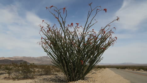 Joshua-Tree-National-Park-California-very-large-ocotillo