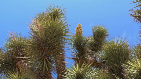 Joshua-Tree-Kalifornien-Blüte-Gegen-Himmel