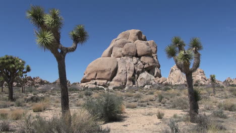 Kalifornien-Joshua-Tree-Rahmen-Einen-Haufen-Abgerundeter-Felsen