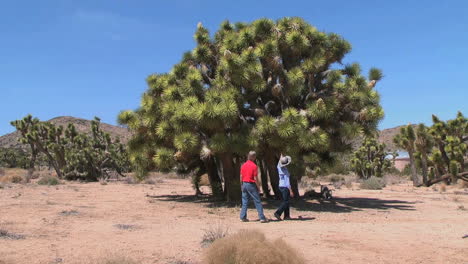 California-Joshua-Tree-inspected-by-tourists
