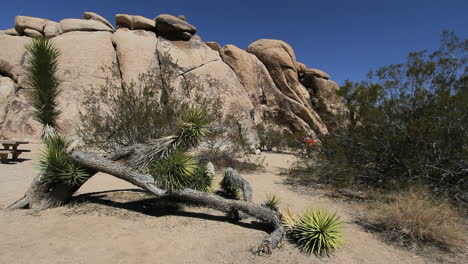 California-Joshua-Tree-En-El-Suelo-Con-Rocas-Detrás