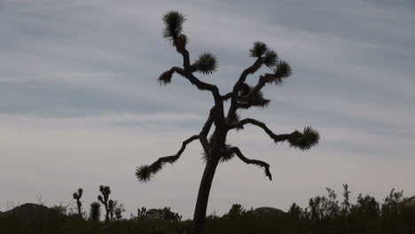 Kalifornien-Joshua-Tree-In-Silhouette