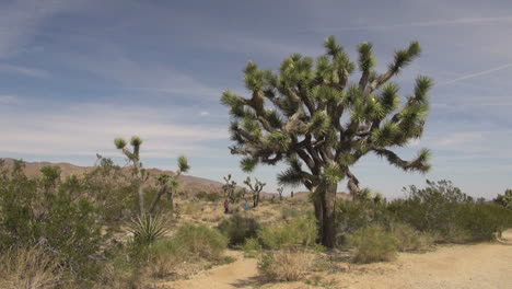 Kalifornien-Joshua-Tree-In-Der-Wüste