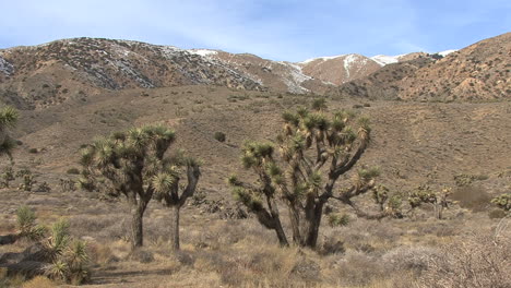 Kalifornien-Joshua-Bäume-Und-Schnee-Auf-Hügeln