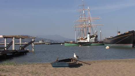 San-Francisco-California-Gaviota-En-Bote-De-Remos