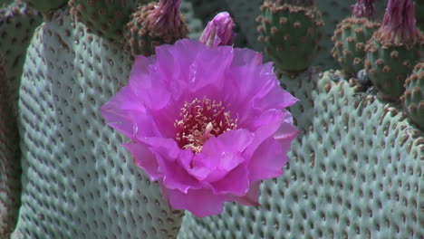 California-Beavertail-cactus-bloom