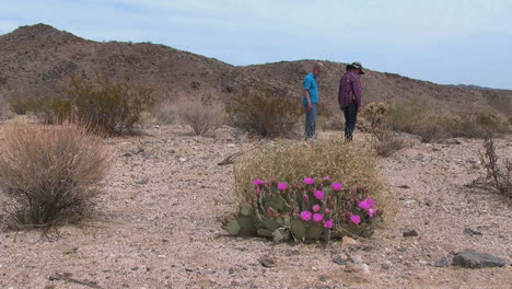 California-beavertail-prickly-pear-and-couple