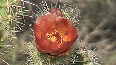 California-cholla-bloom