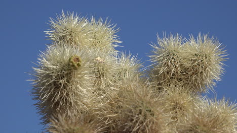 California-cholla-detail-of-spines