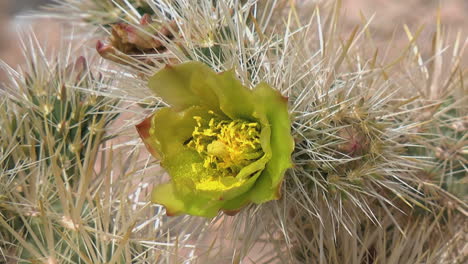 Kalifornische-Cholla-Blume