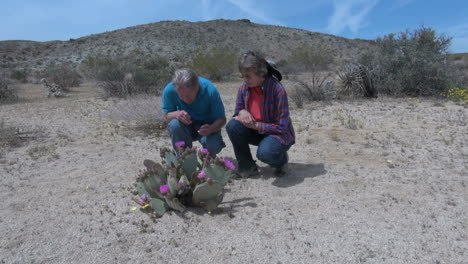 Pareja-De-California-Inspecciona-Un-Cactus-Beavertail-Floreciente