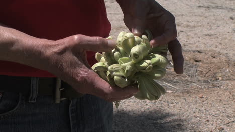 California-inspecting-Joshua-Tree-bloom