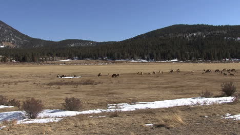 Colorado-Rocky-Mountain-Natonal-Park-with-elk-in-meadow