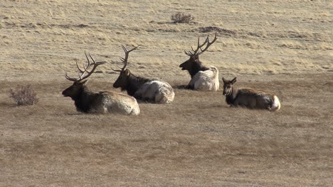 Colorado-Several-male-elk