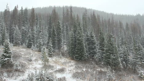 Colorado-Schnee-Im-Wald