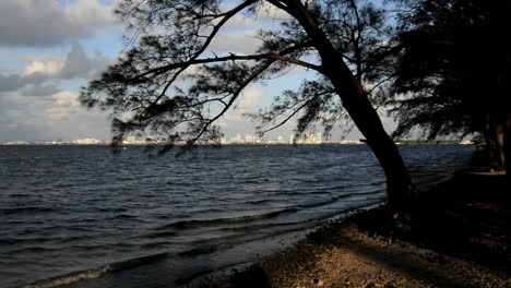 Florida-Miami-Beach-Skyline-Umrahmt-Mit-Baum