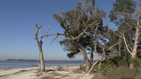 Playa-De-Florida-Con-árboles-Muertos-Y-Vivos