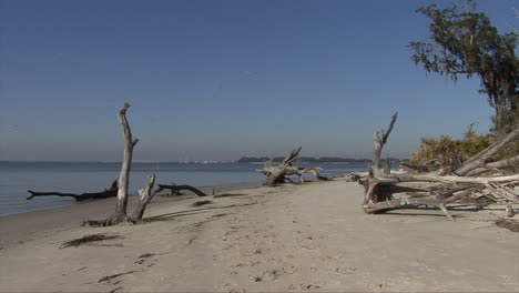 Florida-Treibholz-An-Einem-Sandstrand