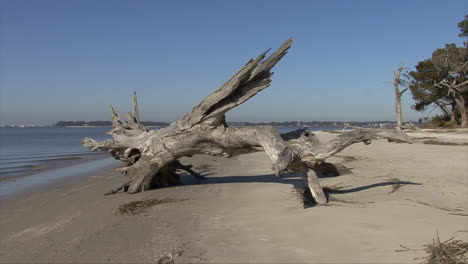 Florida-driftwood-tree-base-on-beach