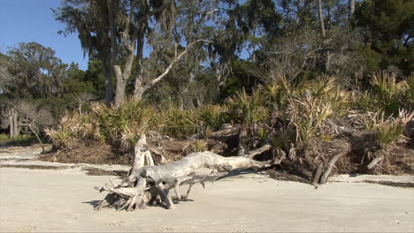 Florida-Treibholz,-Palmetto-Und-Bäume