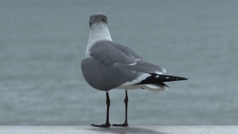 Florida-Möwe-Fliegt-Weg-Sound