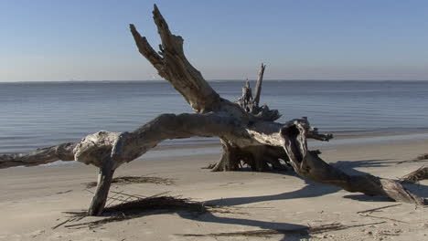 Florida-large-piece-of-driftwood