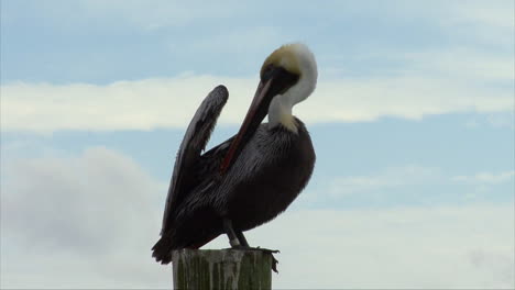 Florida-Pelikan-Auf-Einem-Pfosten