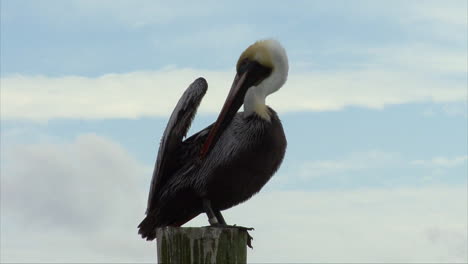 Pelícano-De-Florida-En-Un-Poste