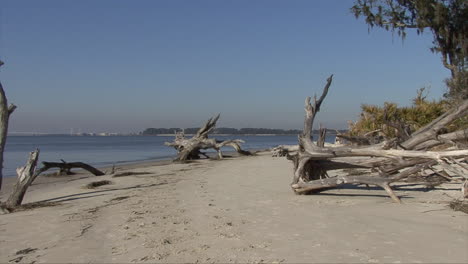 Florida-Se-Acerca-A-La-Madera-Flotante-En-Una-Playa