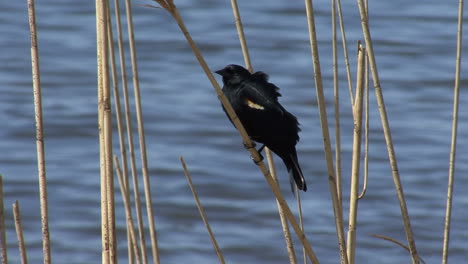 Mirlo-De-Ala-Roja-De-Michigan-En-Reed