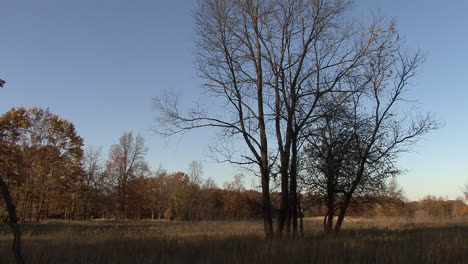 Michigan-Kleine-Baumgruppe-Im-Herbst