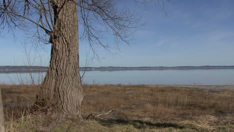 Michigan-tree-trunk-by-lake