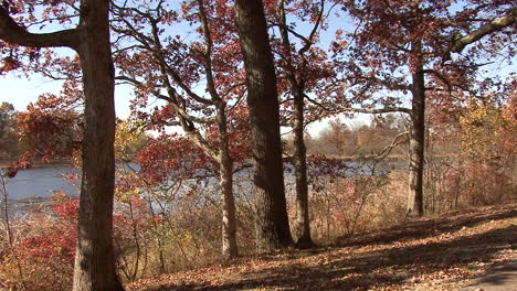 Árboles-De-Michigan-En-El-Borde-Del-Lago-En-Otoño