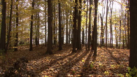 Michigan-Wald-Im-Herbst