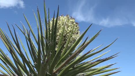 Nevada-yucca-in-bloom