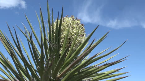 Yuca-Nevada-En-Flor