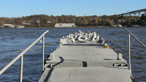 New-York-Hudson-river-sea-gulls