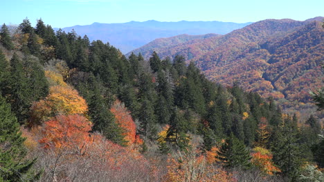 North-Carolina-Smoky-Mountains-Mischwald