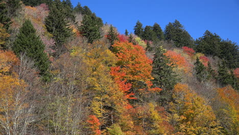 North-Carolina-Smoky-Mountains-Zoomen-Auf-Rote-Herbstblätter