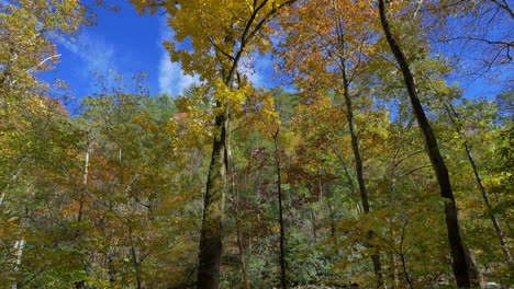 North-Carolina-Kippt-Herbstbäume-Hoch