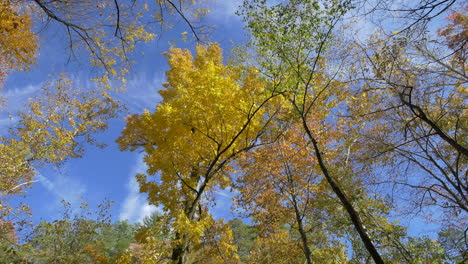 North-Carolina-Gelbe-Blätter-An-Herbstbäumen