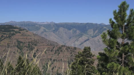 Oregon-Hells-Canyon-with-pine-tree