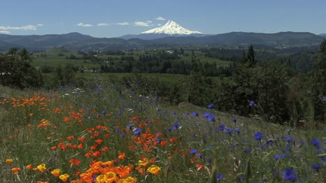 Oregon-Mount-Hood-Y-Flores-En-El-Viento