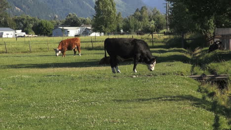 Oregon-black-and-red-cattle-grazing-en-route-Pendleton