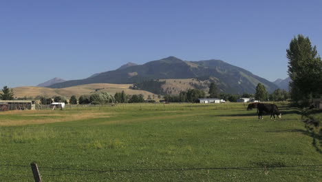 Paisaje-De-Oregon-Con-Vacas-Pastando-En-Ruta-Pendleton