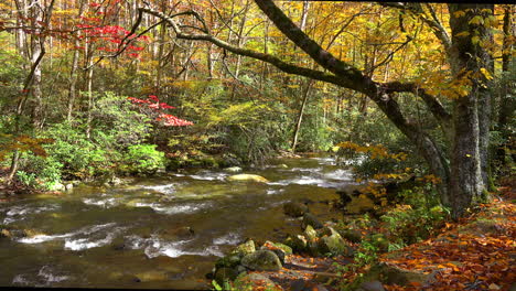 Tennessee-Stream-En-El-Bosque